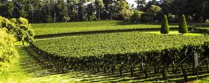 AUSTRALIA VICTORIA STATE VINEYARDS G