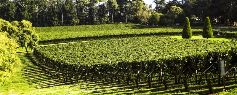 AUSTRALIA VICTORIA STATE VINEYARDS G