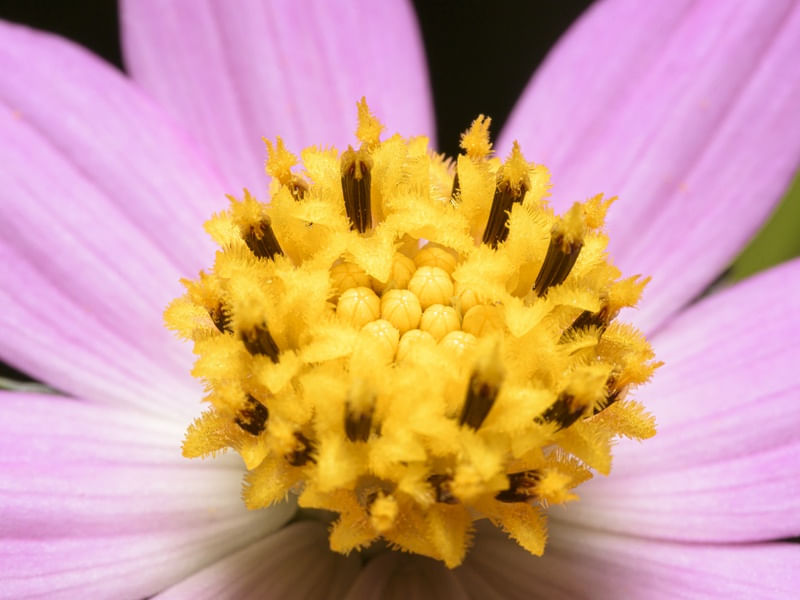 GOLDEN POLLEN