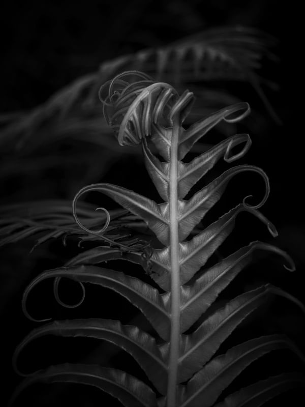 FOLHAGEM EM ESPIRAL I