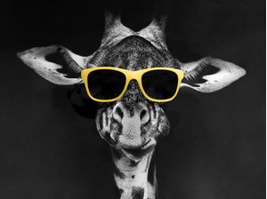 GIRAFA DE ÓCULOS PB