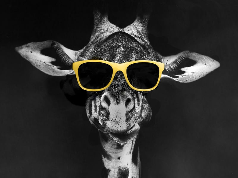 GIRAFA DE ÓCULOS PB