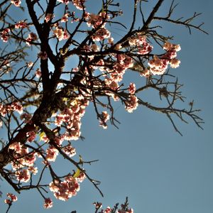 CEREJEIRA JAPONESA N°2 - 2021