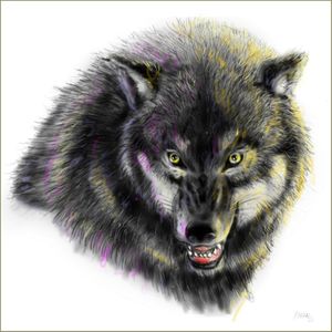 LOBO CINZENTO_GRAY WOLF