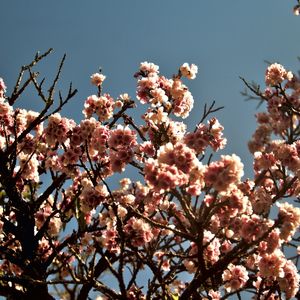 CEREJEIRA JAPONESA N°3 - 2021