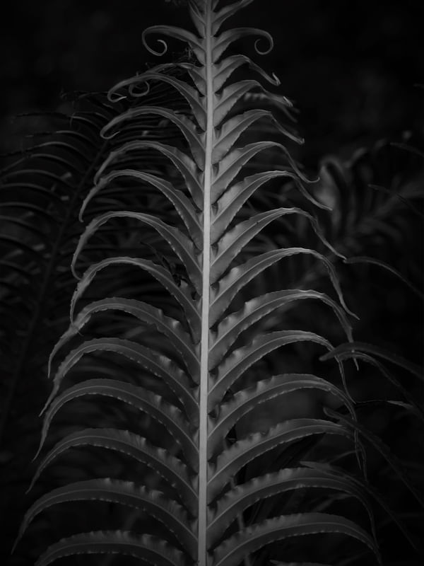 FOLHAGEM EM ESPIRAL II