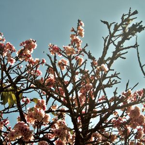 CEREJEIRA JAPONESA N°4 - 2021