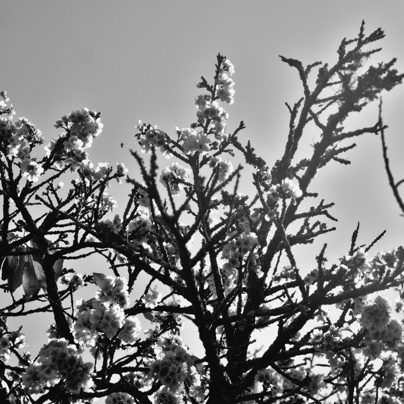 CEREJEIRA JAPONESA N°4 PB - 2021