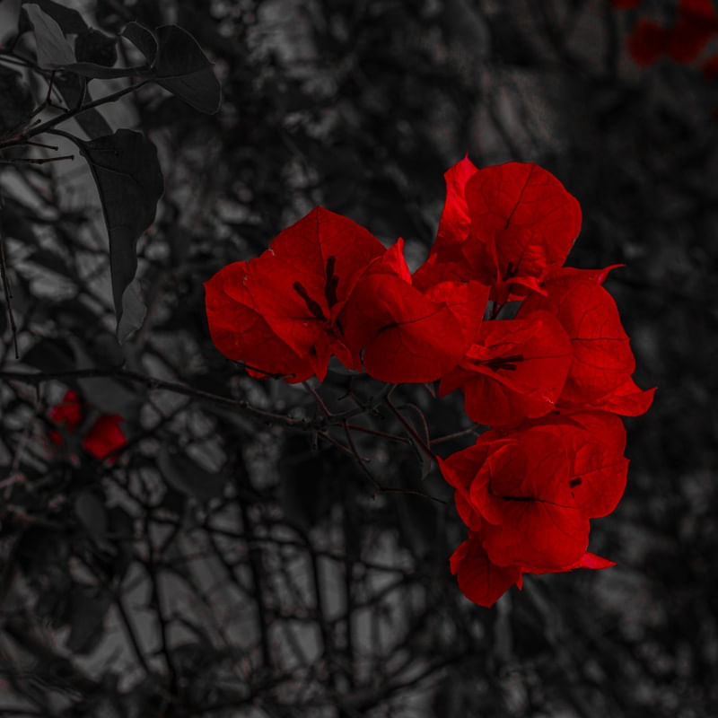 RED EVIDENCE AT CASCAIS, PORTUGAL