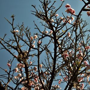 CEREJEIRA JAPONESA N°10 - 2021