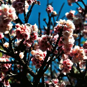 CEREJEIRA JAPONESA N°39 - 2021