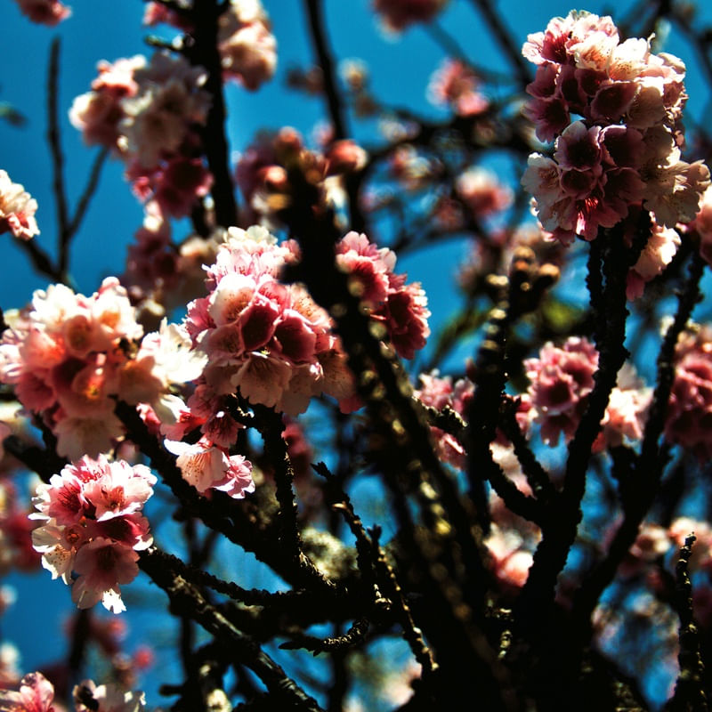 CEREJEIRA JAPONESA N°40 - 2021