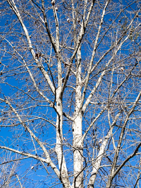 AZUL E BRANCO 3