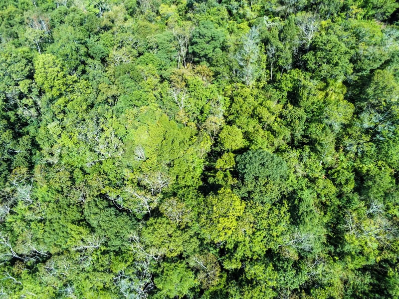 VISTA AÉREA DE FLORESTA