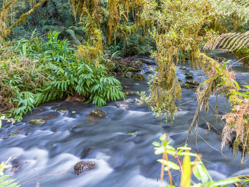 RIACHO EM FLORESTA TROPICAL