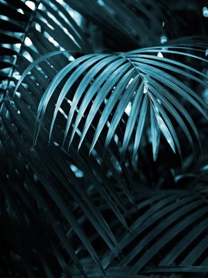 BLUE JUNGLE PALM