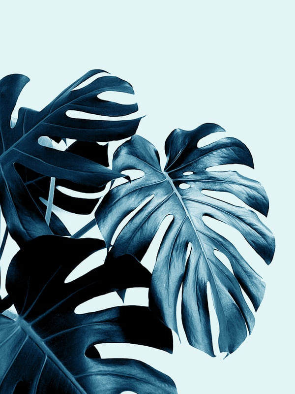 CLEAN MONSTERA