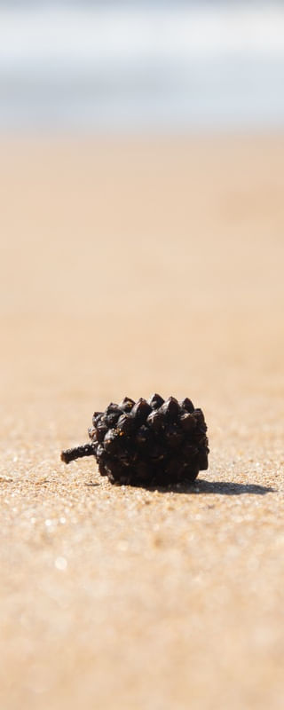 SMALL THINGS