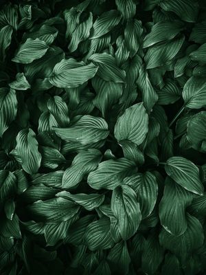 NEW FOLIAGE GREEN