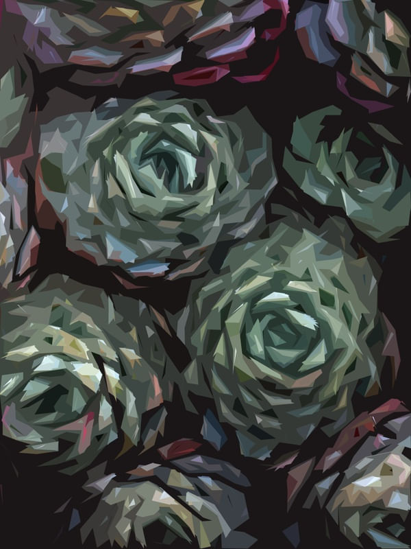 SUCCULENT PLANT