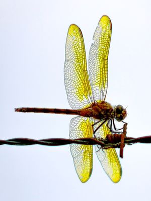 LIBELULAS 34 UA