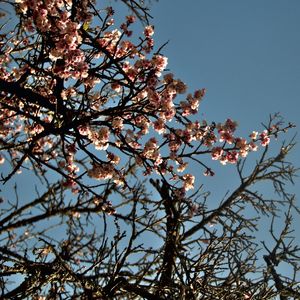 CEREJEIRA JAPONESA N°20 - 2021