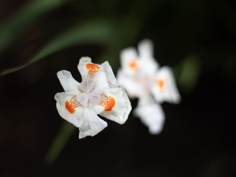 NATUCORES - FLORES 1