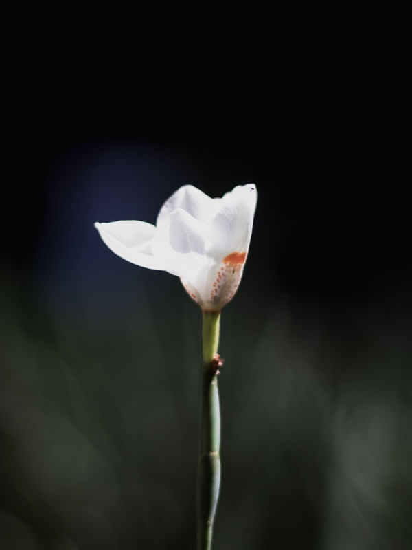 NATUCORES - FLORES 2
