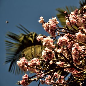CEREJEIRA JAPONESA N°21 - 2021