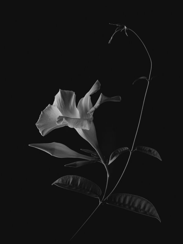 FLOR ART