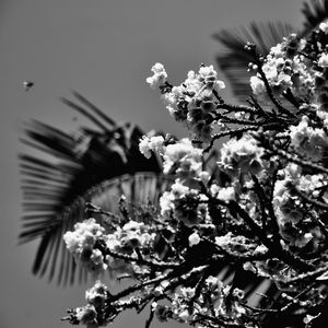 CEREJEIRA JAPONESA N°21 PB - 2021