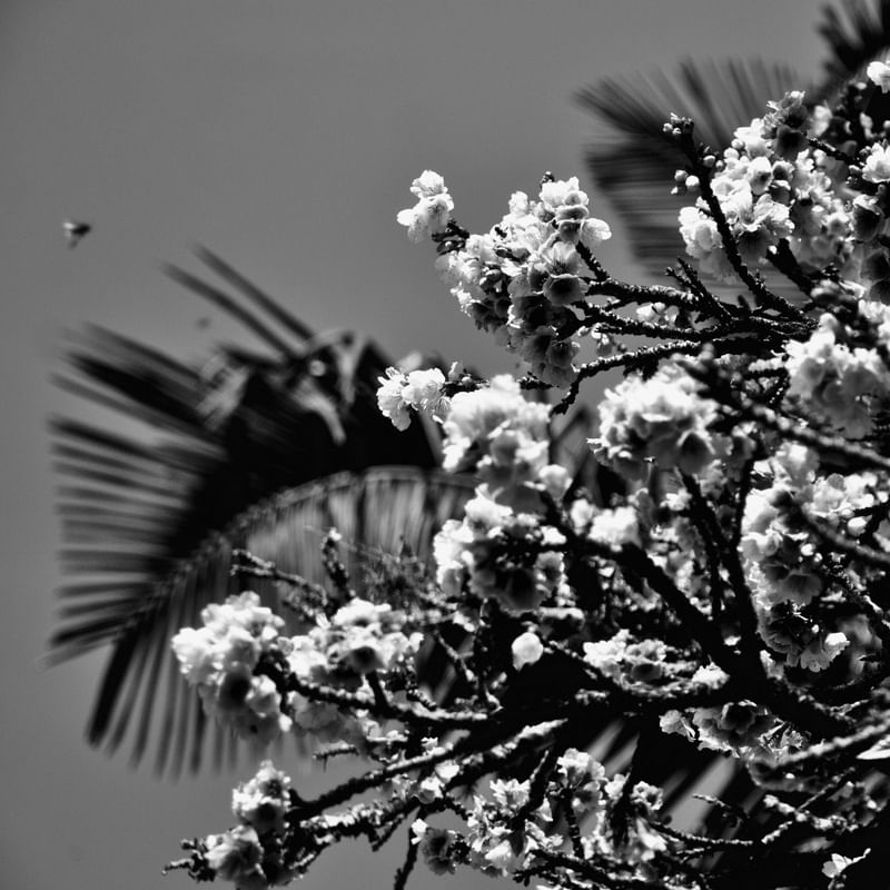 CEREJEIRA JAPONESA N°21 PB - 2021