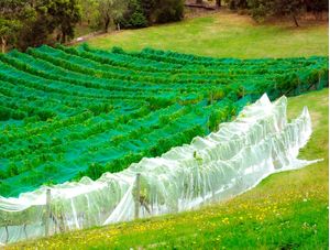 AUSTRALIA VICTORIA STATE VINEYARDS A