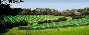 AUSTRALIA VICTORIA STATE VINEYARDS C