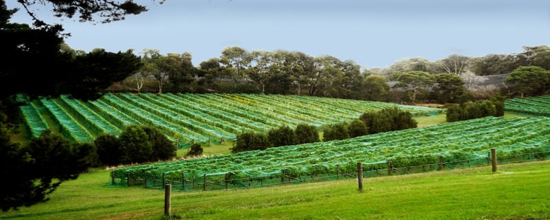 AUSTRALIA VICTORIA STATE VINEYARDS C