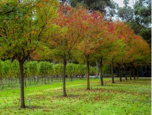 AUSTRALIA VICTORIA STATE VINEYARDS D