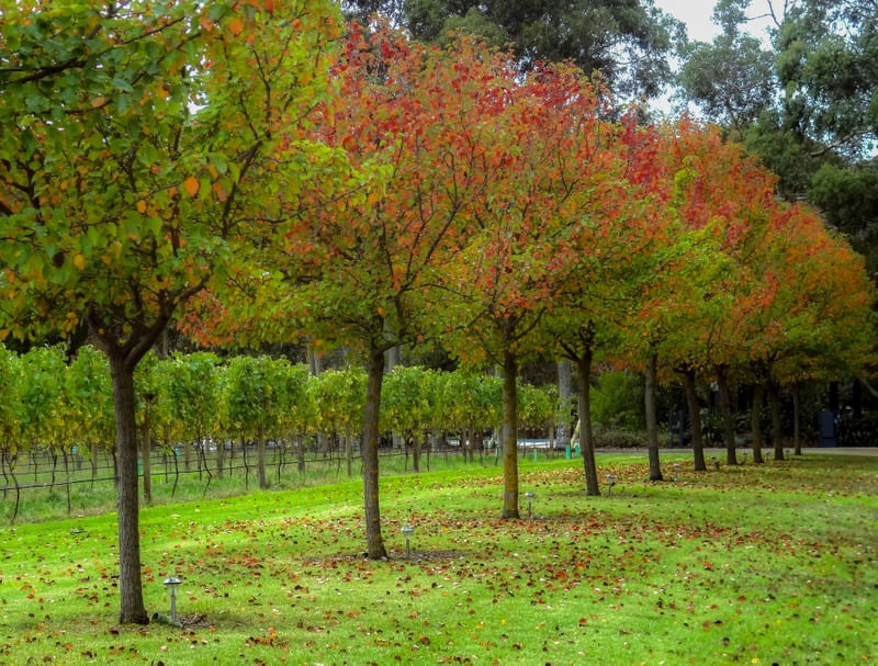 AUSTRALIA VICTORIA STATE VINEYARDS D