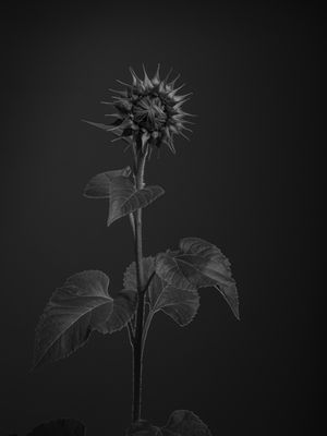 GIRASSOL MINIMALISTA