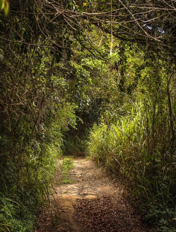 SERRA DOS CAVALOS PORTAL DE VEGETAÇÃO
