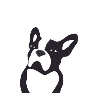 BULLDOG FRANCESA OBSERVDORA EM PRETO E BRANCO