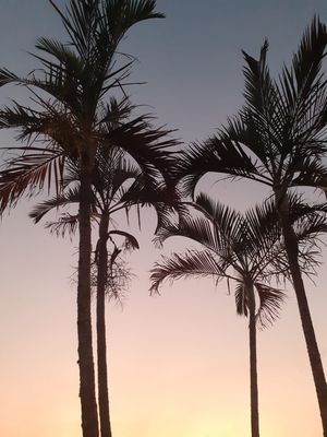 ENTARDECER COM COQUEIROS