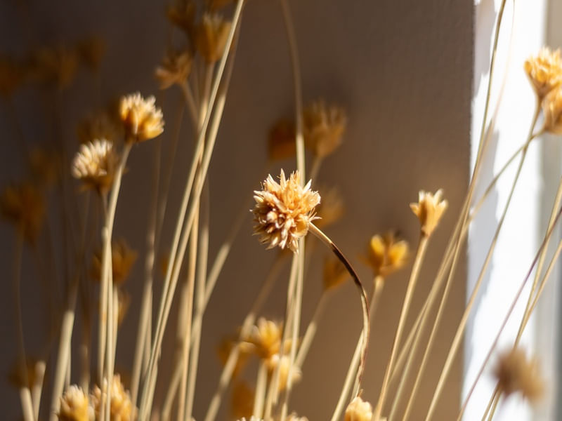 NATUSECA - FLORES 4