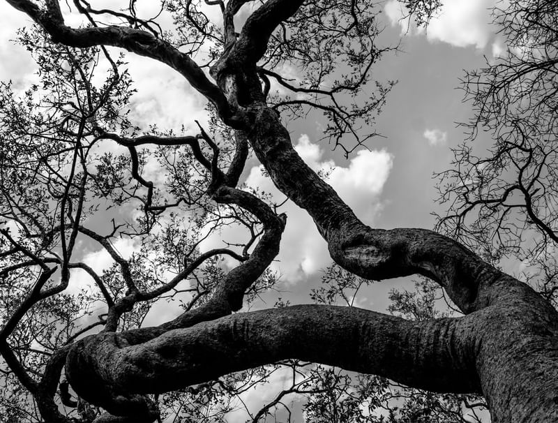 ARVORE DO CERRADO COM GALHOS RETORCIDOS EM PRETO E BRANCO