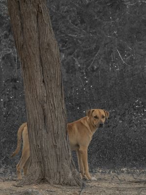 CACHORRO CARAMELO PNW