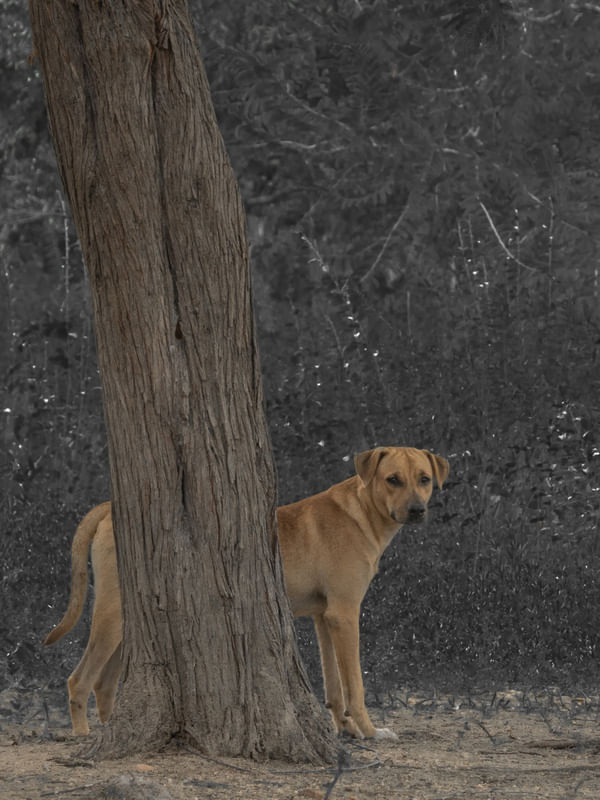 CACHORRO CARAMELO PNW