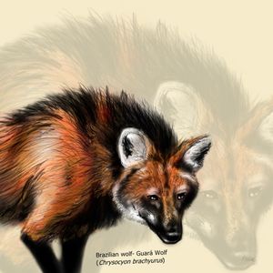 LOBO GUARÁ_ GUARÁ WOLF