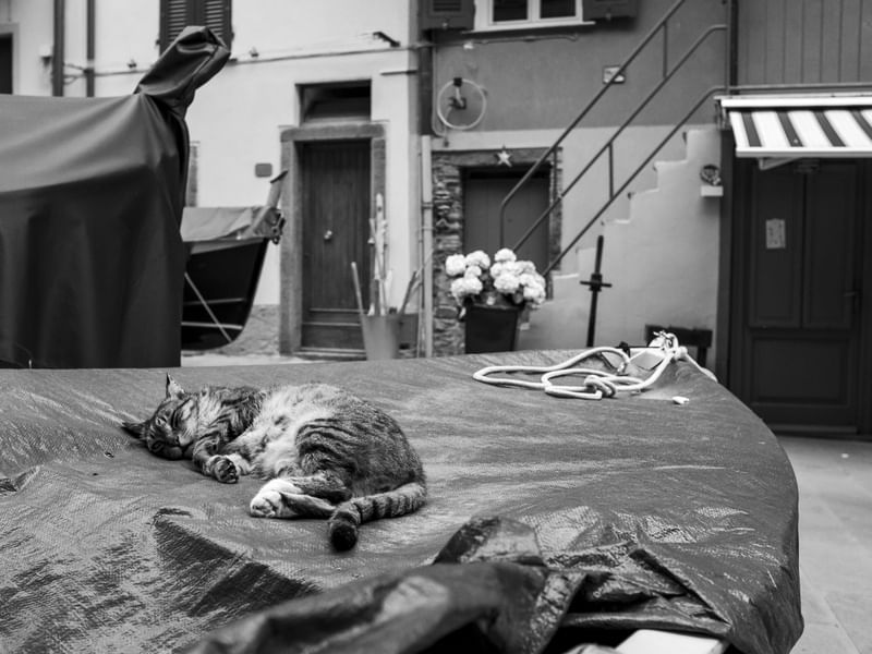 GATO DORMINDO SOBRE UM BARCO EM CINQUE TERRE, ITÁLIA EM PRETO E BRANCO