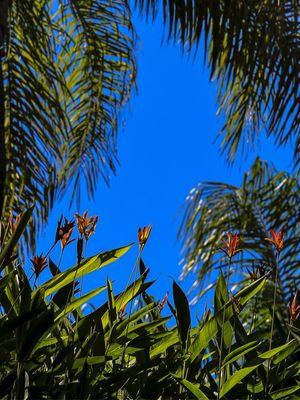 PALMEIRAS E PLANTAS