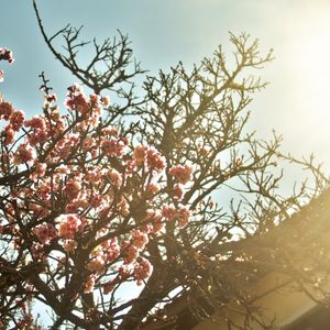 CEREJEIRA JAPONESA N°15 - 2021