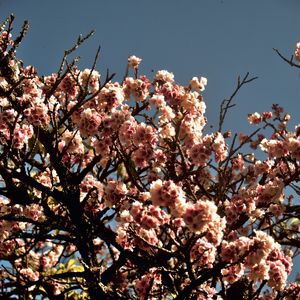 CEREJEIRA JAPONESA N°16 - 2021